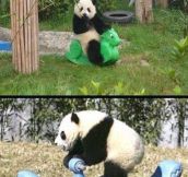 Truth About Pandas