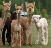 Just A Bunch Of Shaved Alpacas