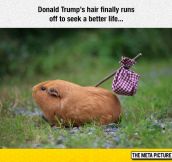 Donald Trump’s Hair Is Free