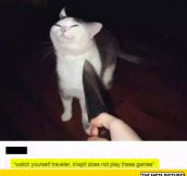 I Wouldn’t Mess With This Cat