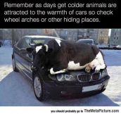 Be Cow-Ful Before You Drive