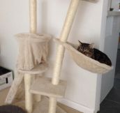 This Cat Is Too Heavy For His Kitty Tower