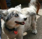 Two Breeds Of Dog In One: The Corgi-Husky