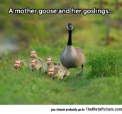 Goose And Her Little Ryans