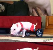 The Piglet Who Couldn’t Walk