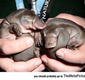 Newborn Baby Platypuses Are Adorable