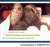 Quite Possibly The Best Description Of Sloths Ever