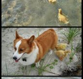 Flock Of Ducklings Lose Their Mother, Corgi Adopts Them