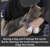 Saving A Dog