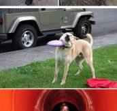Dogs And Their Terrible Life Choices