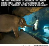 An Elephant Visiting A Sea Lion