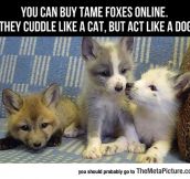 Now I’m Getting A Fox
