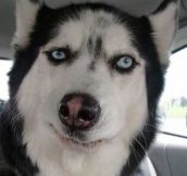 Huskies Usually Make The Best Faces