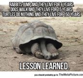 An Important Lesson We Should Learn From Turtles