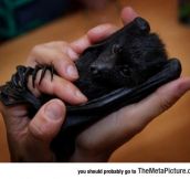 When Adorable Baby Bats Have Nightmares