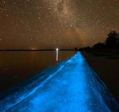 Beautiful Bioluminescent Bay In Puerto Rico