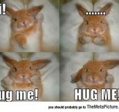 Angry Bunny Wants A Hug