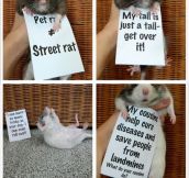 Rats Are So Misunderstood