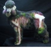 Ever Seen A Zombie Poodle?