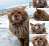 Cat From The Arctic Svalbard Archipelago