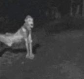 These Terrifying Pictures Which Were Caught On Night Camera Will Make You Believe On Ghosts