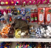 This Kitty Just Found Cat Heaven