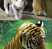 Momma Tiger And Her Strange Cubs