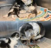 Lost Dog Finds Kitten And Saves Her