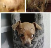 If Dogs Had Eyebrows