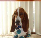 Dogs Wearing Socks Compilation
