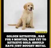 Misleading Dog Breeds