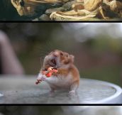 Just A Day In The Life Of Spaghetti Hamster