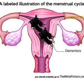 Menstrual Cycle Illustration