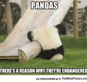 Silly Panda That Is Not The Way You Playground