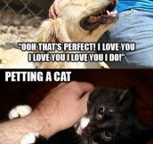 The Difference Between Petting A Dog And Petting A Cat