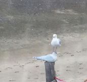 Seagulls Just Don’t Care