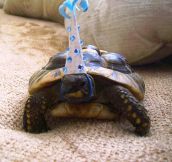 This Tortoise Celebrated Its Birthday Today