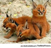 Caracal Kittens Deserve More Attention