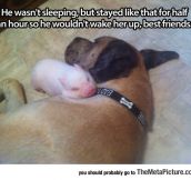 Little Piggy Found His Pillow