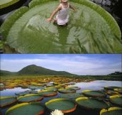 Victoria Amazonica, The Giant Plant That Can Support Up To 40 Kg