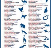 Collective Nouns For Different Animals