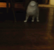 Don’t mind me human, just passing by…