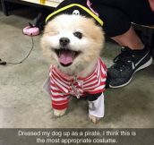 Appropriate Costume For A One-Eyed Dog
