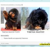 Tibetan Mastiff Before And After