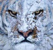 Tiger After A Fight In The Snow