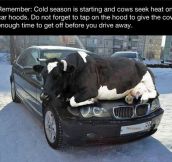 This Cold Season, Just Remember