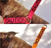 Cool Idea For Dog Owners