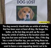 If You Ever Lose Your Dog, This Will Probably Help You