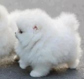 It’s A Cloud With Legs
