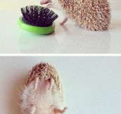 Darcy, The Most Fabulous Hedgehog On The Internet